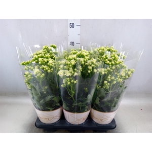Kalanchoe  'Sunny White'