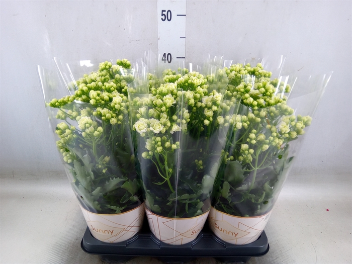 <h4>Kalanchoe  'Sunny White'</h4>