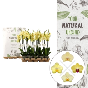 Your Natural Orchid | Eco Yellow | Phalaenopsis 2 spike