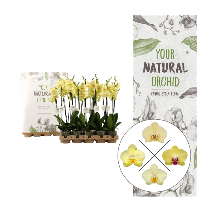 <h4>Your Natural Orchid | Eco Yellow | Phalaenopsis 2 spike</h4>