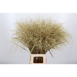 Panicum Kl Bh Goud