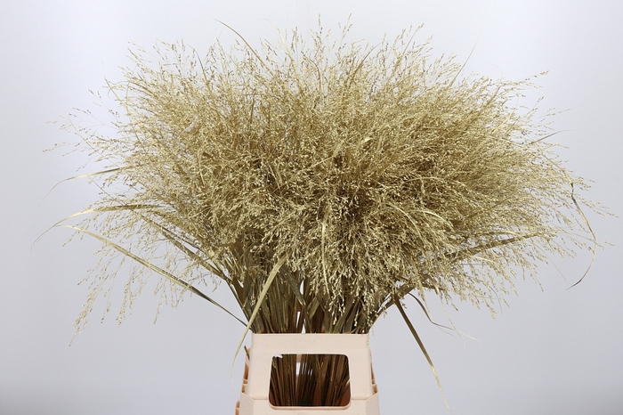 <h4>Panicum Kl Bh Goud</h4>