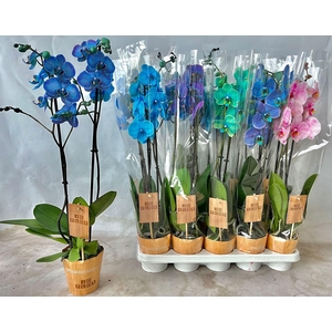 Phalaenopsis overig