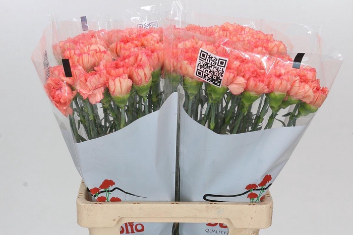 <h4>Dianthus St Goopy Geer</h4>