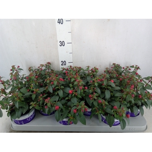 Fuchsia  'Bella Fuchsia Olivia'