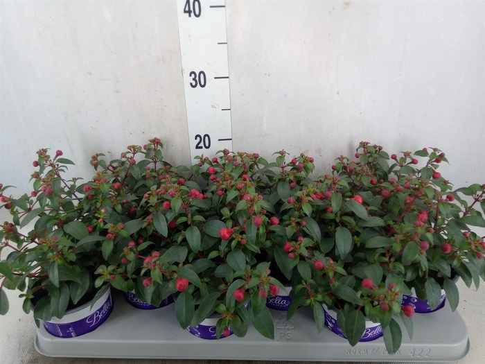 <h4>Fuchsia  'Bella Fuchsia Olivia'</h4>