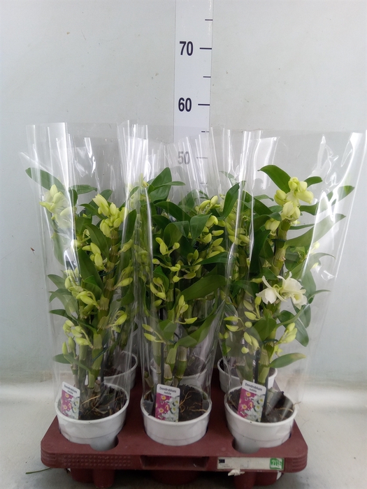 <h4>Dendrobium nob. 'StarCla Apollon'</h4>