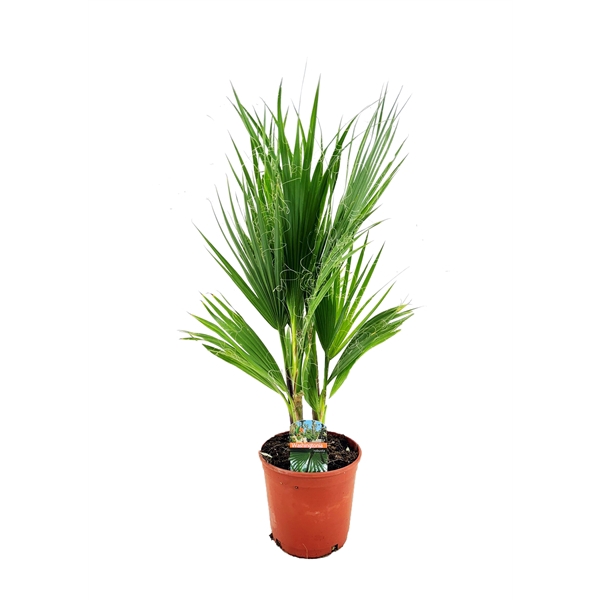 <h4>Washingtonia robusta</h4>