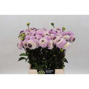 Dahlia Genova