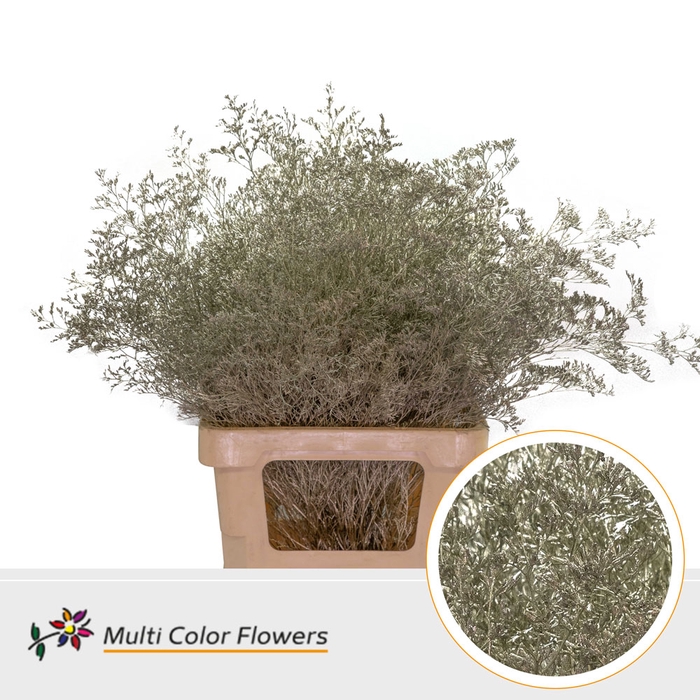 <h4>Limonium Beltlaard Platina</h4>