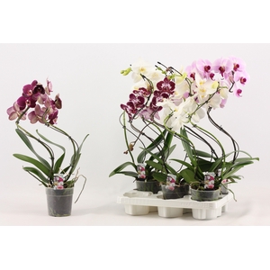 Phal Gem