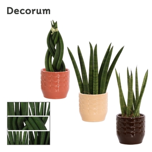 Sansevieria Cylindrica 6 cm mix in Sanne (Nature Love-collection