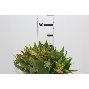 ALSTROEMERIA GYPSY 070 CM LARANJA
