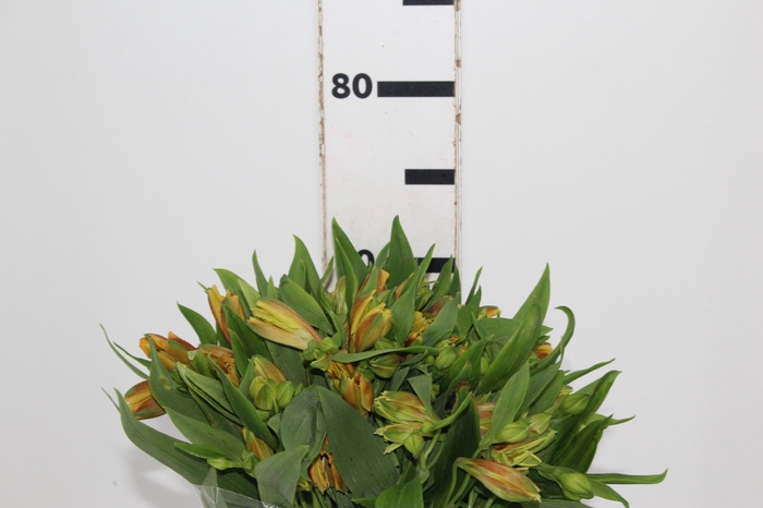<h4>ALSTROEMERIA GYPSY 070 CM LARANJA</h4>