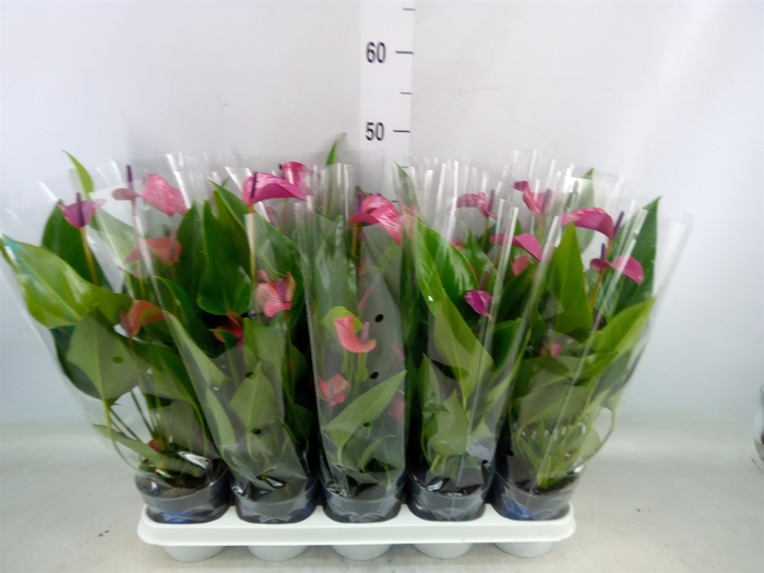 <h4>Anthurium andr. 'Pure Purple'</h4>