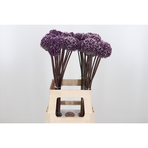 Allium Summer Drumme