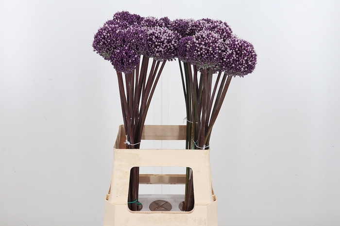 <h4>Allium Summer Drumme</h4>