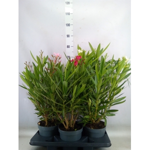 Nerium oleander   ...