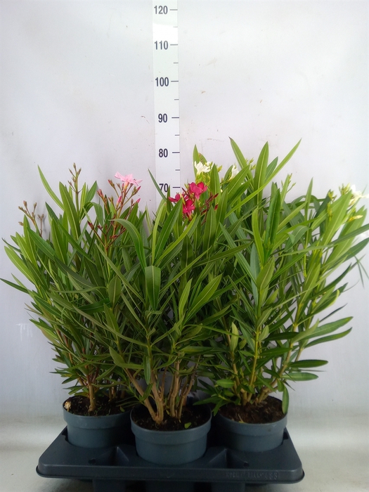 <h4>Nerium oleander   ...</h4>