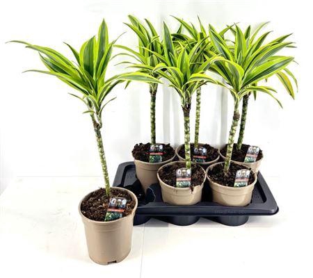 <h4>Dra De Lemon Lime 30 Cm Solo</h4>