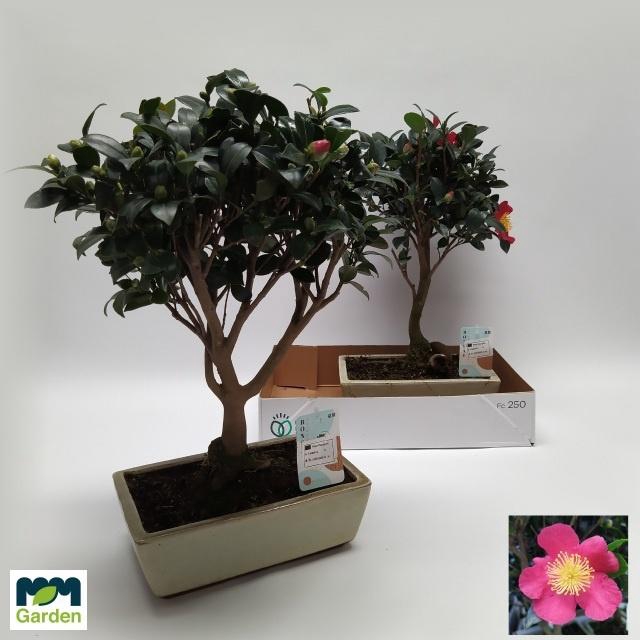 <h4>BONSAI OV</h4>
