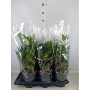 Zamioculcas zamiifolia