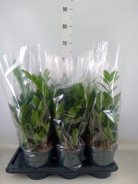 <h4>Zamioculcas zamiifolia</h4>