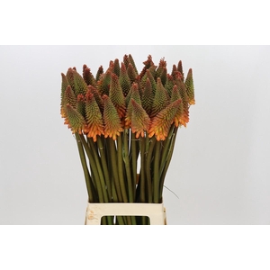 Kniphofia Alcazar