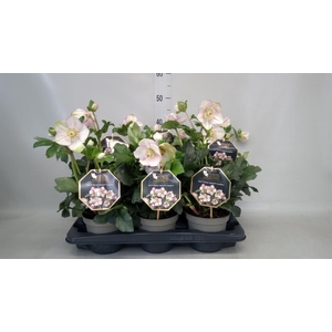 Helleborus  'Winter Ballet'   ..mix