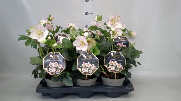 <h4>Helleborus  'Winter Ballet'   ..mix</h4>