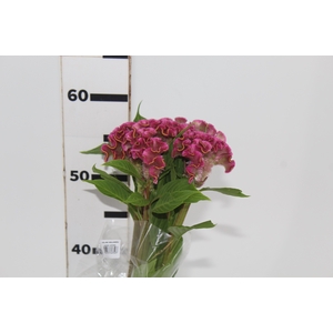 CELOSIA ARG CRISTATA NEO ROSE 060 CM