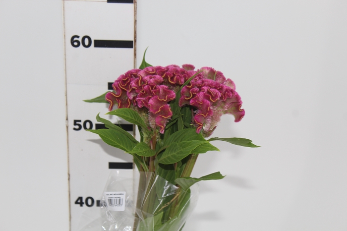 <h4>CELOSIA ARG CRISTATA NEO ROSE 060 CM</h4>
