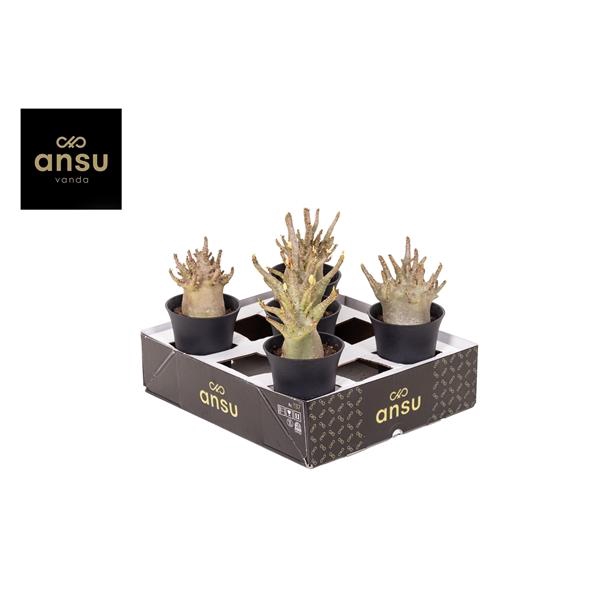 <h4>Adenium "Ansu" Baobab in sierpot XL</h4>