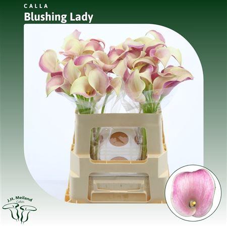 <h4>Calla Blushing Lady</h4>