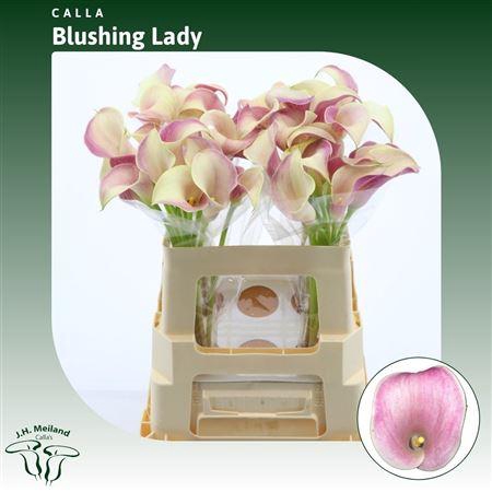 <h4>Calla Blushing Lady</h4>