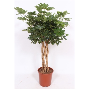 Schefflera arboricola 'Compacta'