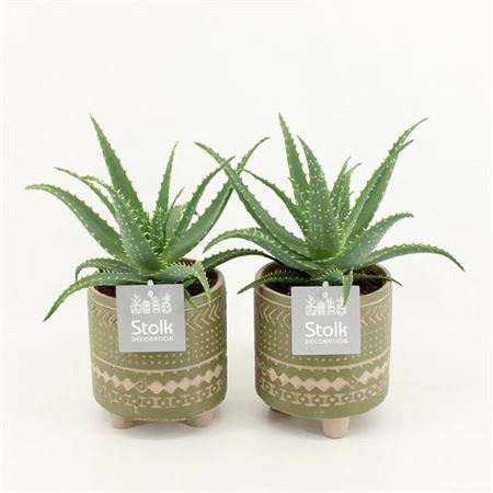 <h4>Aloe Arborescens Maya Green Pot</h4>