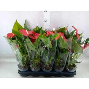 Anthurium andr. 'Karma Red'