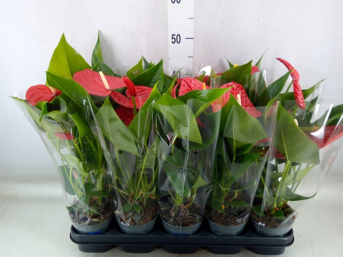 <h4>Anthurium andr. 'Karma Red'</h4>