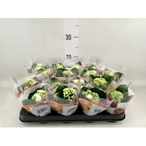 Kalanchoe blos. 'RosDon Dione'