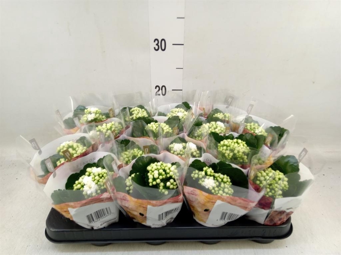 <h4>Kalanchoe blos. 'RosDon Dione'</h4>