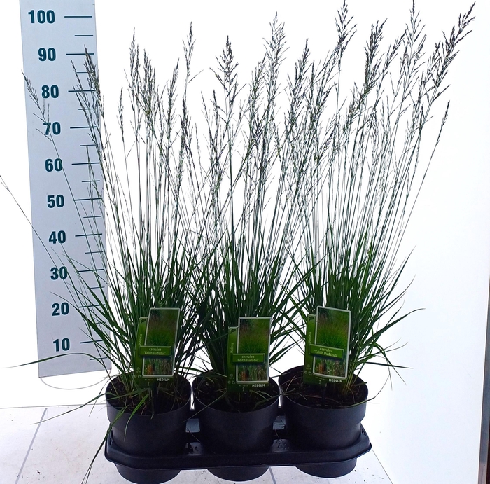 <h4>MOLI CAERULEA</h4>