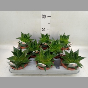 Aloe aristata 'Cosmo'