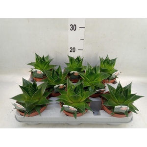 Aloe aristata 'Cosmo'