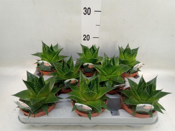 <h4>Aloe aristata 'Cosmo'</h4>