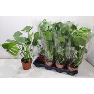 arr8 Monstera Deliciosa