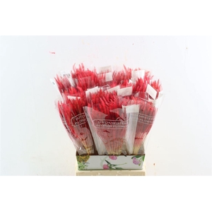 Dried Soft Silk Worms Red Bunch