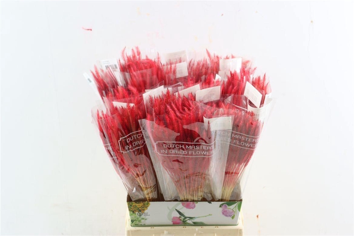 <h4>Dried Soft Silk Worms Red Bunch</h4>
