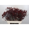Anigozanthos Bush Ruby