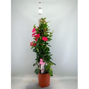 Mandevilla sand. 'SumStar Pink'